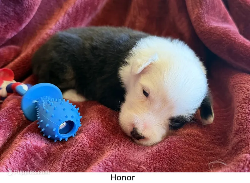 Honor – Australian Shepherd puppy for sale in Caliente, CA
