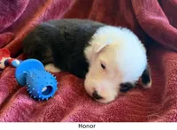 Honor, a male Australian Shepherd for sale in Caliente, CA – 1 of 10