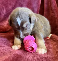 Grace, a female Australian Shepherd for sale in Caliente, CA – 7 of 10
