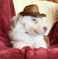 Flicker, a female Australian Shepherd for sale in Caliente, CA – 5 of 10