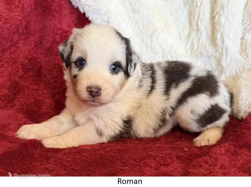 Roman – Australian Shepherd puppy for sale in Caliente, CA