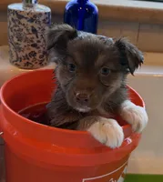Lava, a female Australian Shepherd for sale in Caliente, CA – 2 of 10