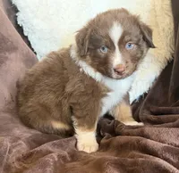 Boomer, a male Australian Shepherd for sale in Caliente, CA – 7 of 10