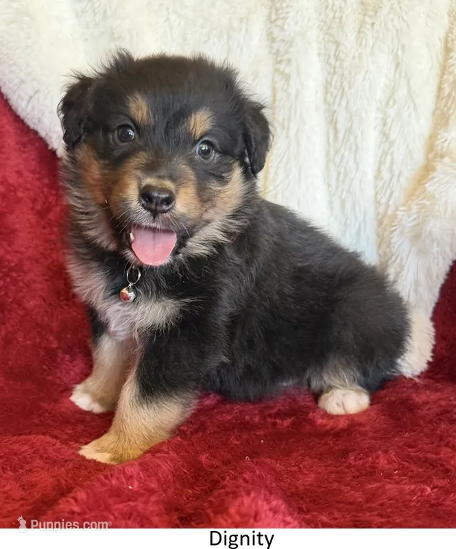 Dignity – Australian Shepherd puppy for sale in Caliente, CA