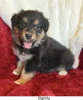 Dignity, a male Australian Shepherd for sale in Caliente, CA – 1 of 10