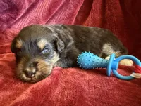 Dignity, a male Australian Shepherd for sale in Caliente, CA – 5 of 9