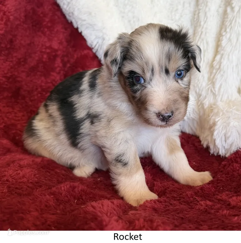 Rocket – Australian Shepherd puppy for sale in Caliente, CA