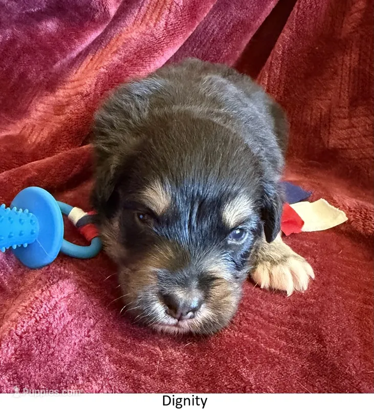 Dignity – Australian Shepherd puppy for sale in Caliente, CA