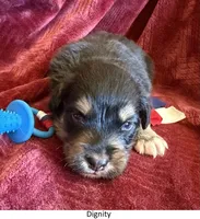 Dignity, a male Australian Shepherd for sale in Caliente, CA – 1 of 9