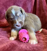 Grace, a female Australian Shepherd for sale in Caliente, CA – 3 of 10