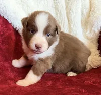 Pyro, a male Australian Shepherd for sale in Caliente, CA – 7 of 10