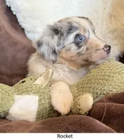Rocket, a male Australian Shepherd for sale in Caliente, CA – 2 of 10