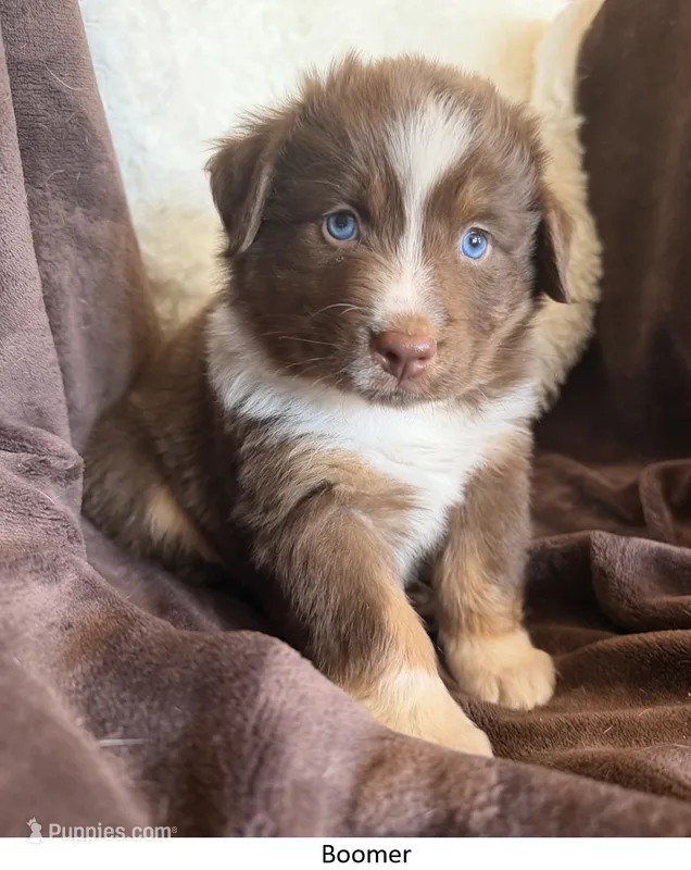 Boomer – Australian Shepherd puppy for sale in Caliente, CA