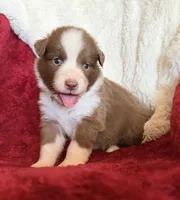 Pyro, a male Australian Shepherd for sale in Caliente, CA – 5 of 10