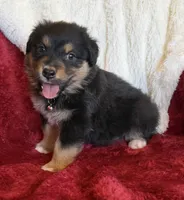 Dignity, a male Australian Shepherd for sale in Caliente, CA – 5 of 10