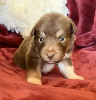 Magma, a female Australian Shepherd for sale in Caliente, CA – 4 of 10