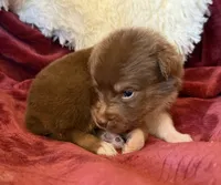 Magma, a female Australian Shepherd for sale in Caliente, CA – 6 of 10