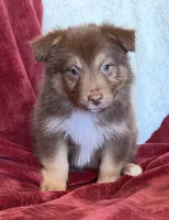 Torch, a male Australian Shepherd for sale in Caliente, CA – 6 of 10