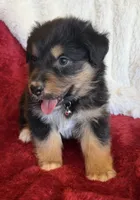 Dignity, a male Australian Shepherd for sale in Caliente, CA – 4 of 10