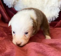 Flame, a female Australian Shepherd for sale in Caliente, CA – 6 of 10