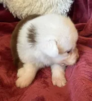 Flame, a female Australian Shepherd for sale in Caliente, CA – 4 of 10