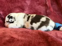 Roman, a male Australian Shepherd for sale in Caliente, CA – 4 of 10