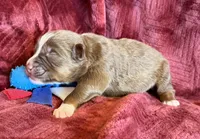 Boomer, a male Australian Shepherd for sale in Caliente, CA – 7 of 10