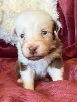 Flame, a female Australian Shepherd for sale in Caliente, CA – 2 of 10