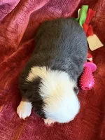 Faith, a female Australian Shepherd for sale in Caliente, CA – 6 of 10