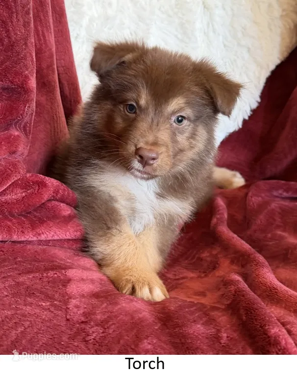 Torch – Australian Shepherd puppy for sale in Caliente, CA