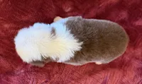 Flame, a female Australian Shepherd for sale in Caliente, CA – 7 of 10