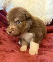 Magma, a female Australian Shepherd for sale in Caliente, CA – 2 of 10