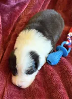 Valor, a male Australian Shepherd for sale in Caliente, CA – 5 of 10