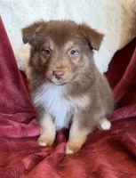 Torch, a male Australian Shepherd for sale in Caliente, CA – 4 of 10