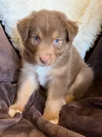 Cherry, a female Australian Shepherd for sale in Caliente, CA – 7 of 10