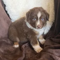 Boomer, a male Australian Shepherd for sale in Caliente, CA – 4 of 10