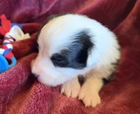 Honor, a male Australian Shepherd for sale in Caliente, CA – 5 of 10
