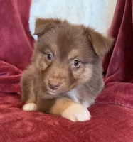Lava, a female Australian Shepherd for sale in Caliente, CA – 6 of 10