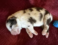 Roman, a male Australian Shepherd for sale in Caliente, CA – 5 of 10