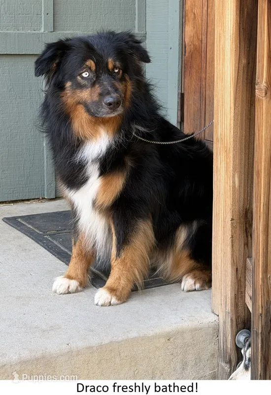 Boomer – Australian Shepherd puppy for sale in Caliente, CA