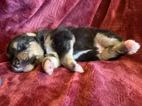 Dignity, a male Australian Shepherd for sale in Caliente, CA – 3 of 9