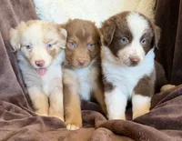 Sparkle, a female Australian Shepherd for sale in Caliente, CA – 6 of 10