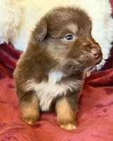 Torch, a male Australian Shepherd for sale in Caliente, CA – 6 of 10