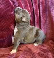 Boomer, a male Australian Shepherd for sale in Caliente, CA – 6 of 10