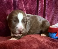 Boomer, a male Australian Shepherd for sale in Caliente, CA – 5 of 10