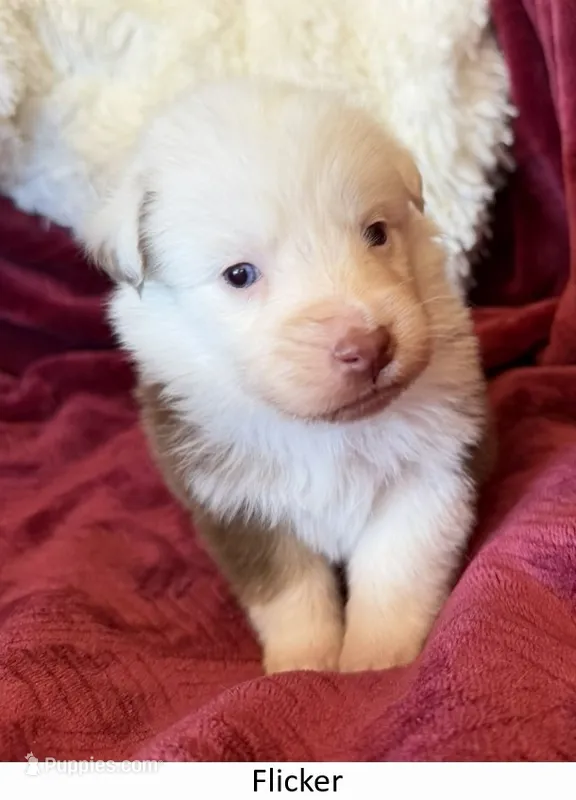 Flicker – Australian Shepherd puppy for sale in Caliente, CA