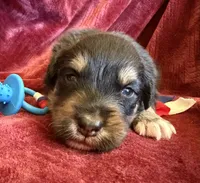 Dignity, a male Australian Shepherd for sale in Caliente, CA – 2 of 9