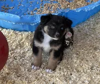 Barrow, a male Australian Shepherd for sale in Caliente, CA – 4 of 10