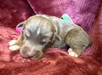 Cherry, a female Australian Shepherd for sale in Caliente, CA – 3 of 10