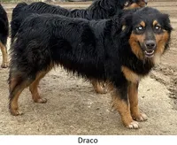 Valor, a male Australian Shepherd for sale in Caliente, CA – 9 of 10
